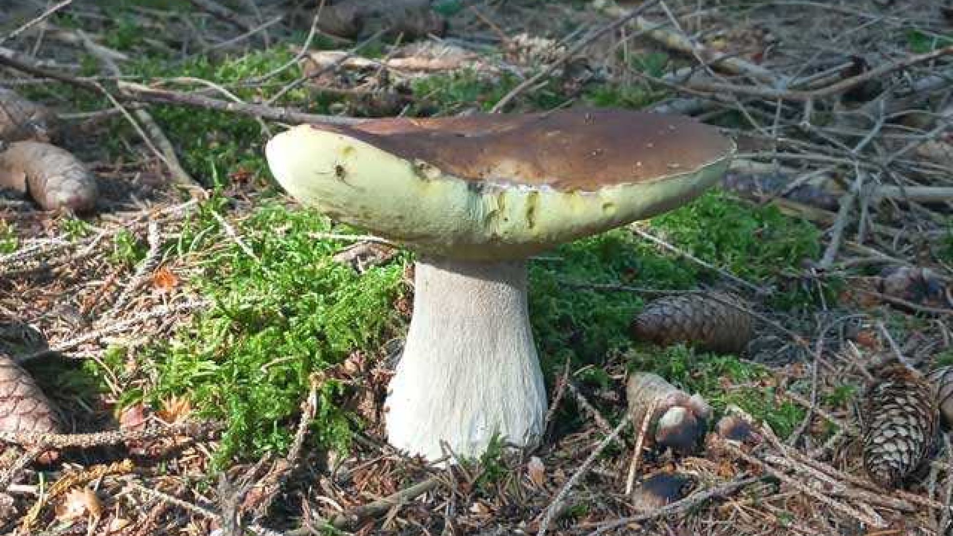 Steinpilz