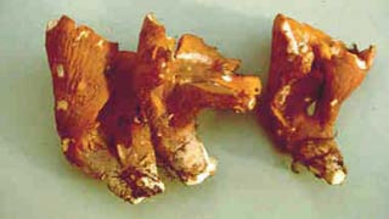 copyright: Karl Scholz Keulen Pfifferling, Purpur Leistling, Schweinsohr