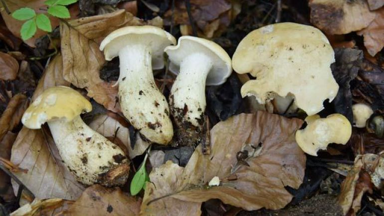 Mai Ritterling, Georgs Ritterling