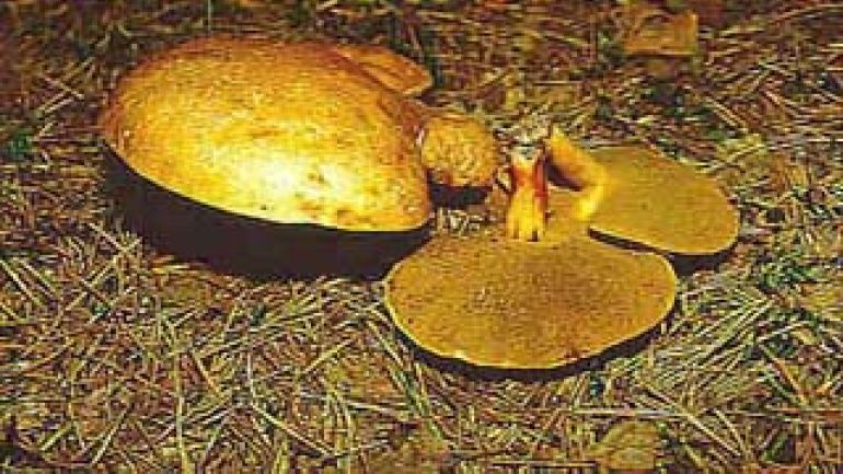 Kuhpilz, Kuh Röhrling