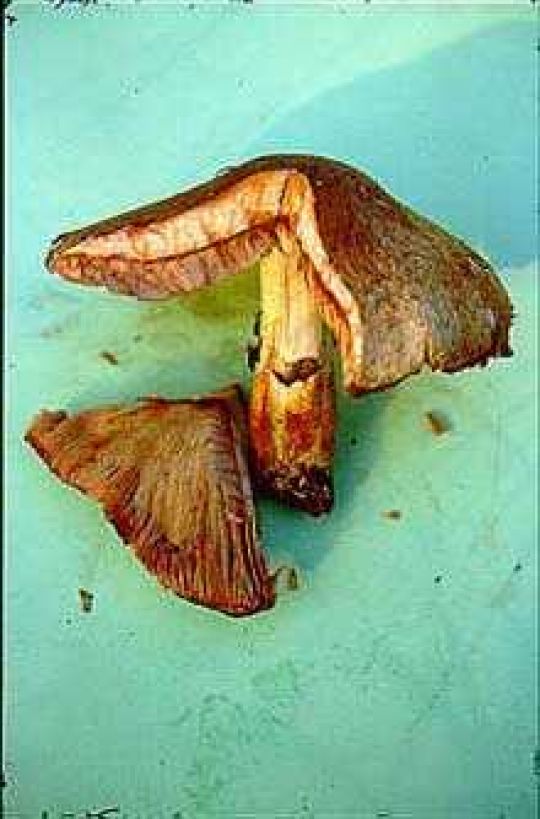 Großer Wald Egerling