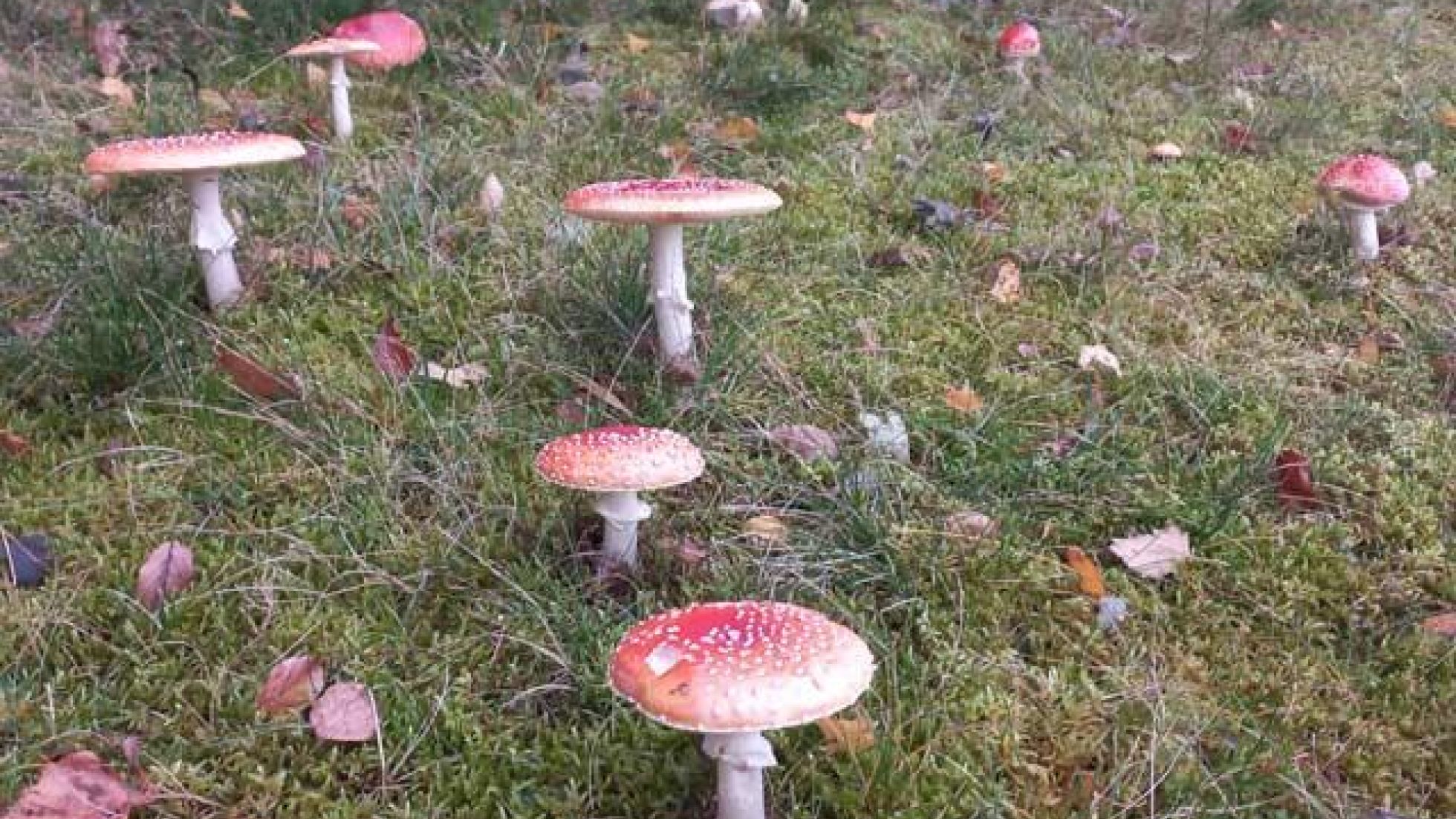 Fliegenpilz, Roter Fliegenpilz