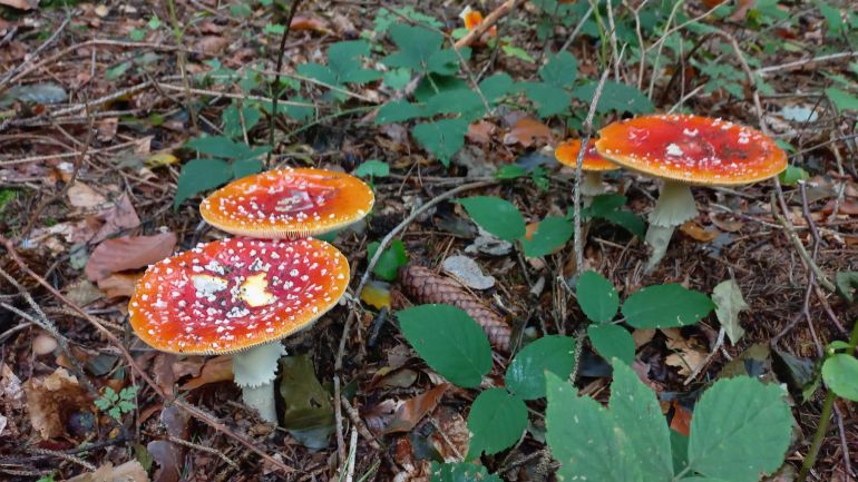 copyright: Günter Frühwirth Fliegenpilz, Roter Fliegenpilz