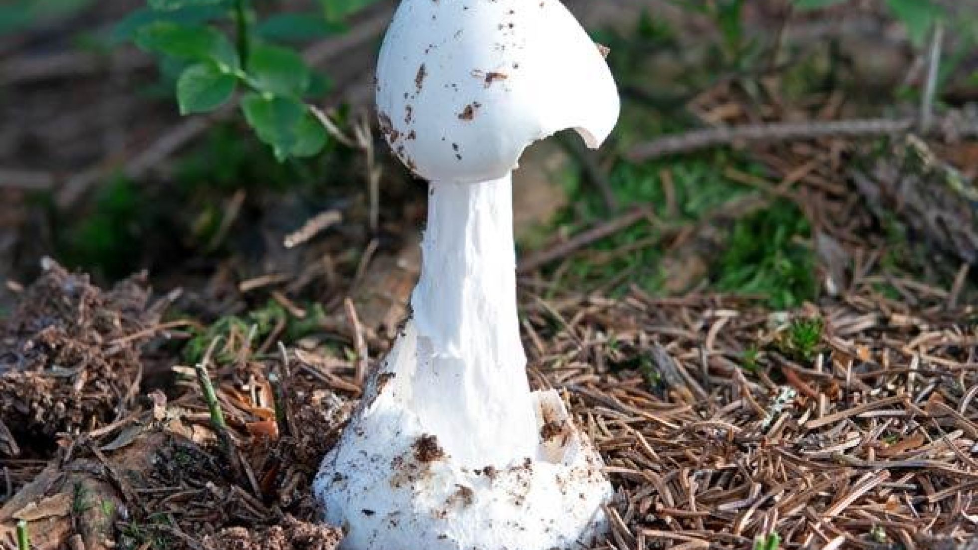 copyright: Günter Frühwirth Weißer/Kegeliger/Spitzhütiger Knollenblätterpilz