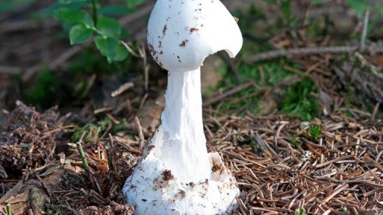 copyright: Günter Frühwirth Weißer/Kegeliger/Spitzhütiger Knollenblätterpilz