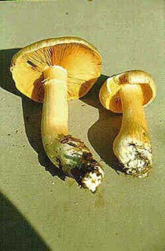 copyright: Karl Scholz Riesenrötling