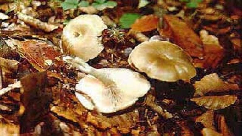 copyright: Karl Scholz Niedergedrückter Rötling, Niederer Rötling