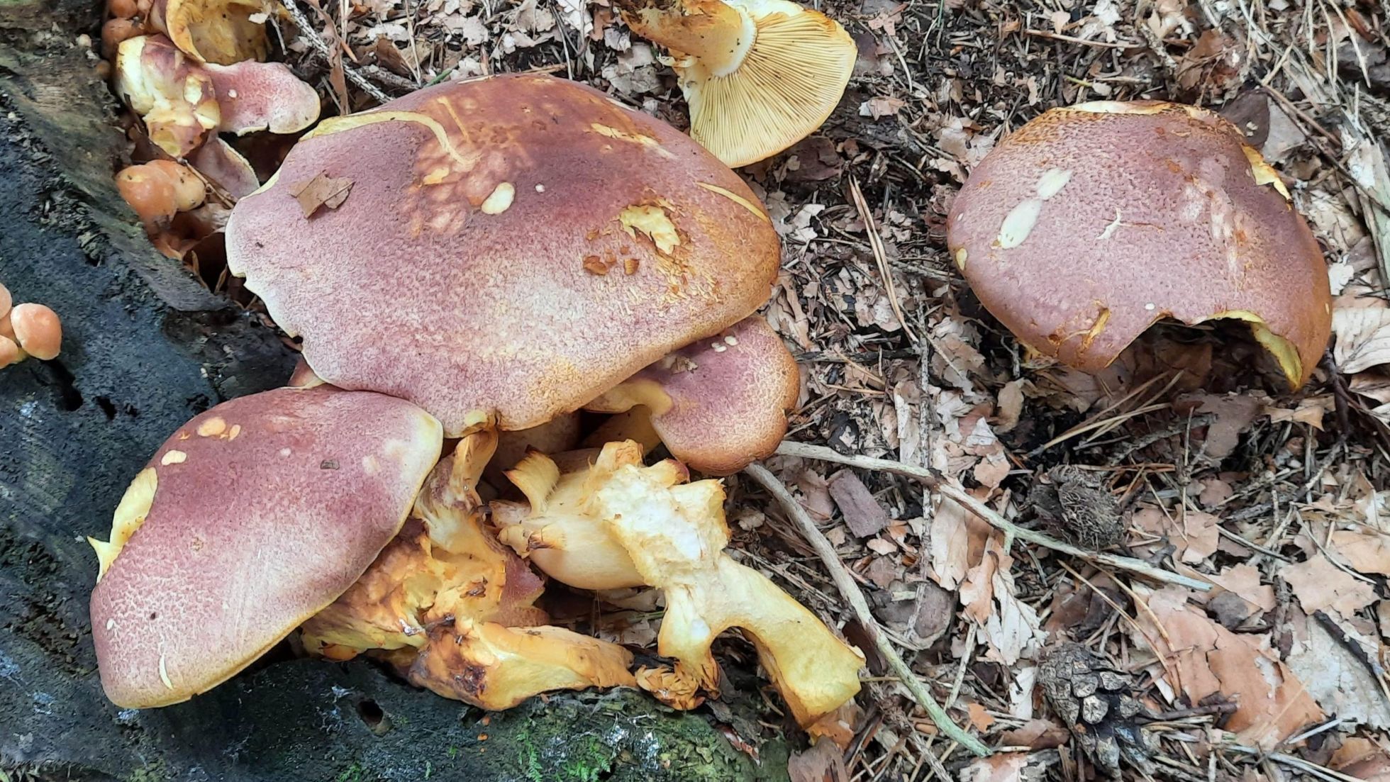 Rötlicher Holzritterling, Purpurfilziger Holzritterling