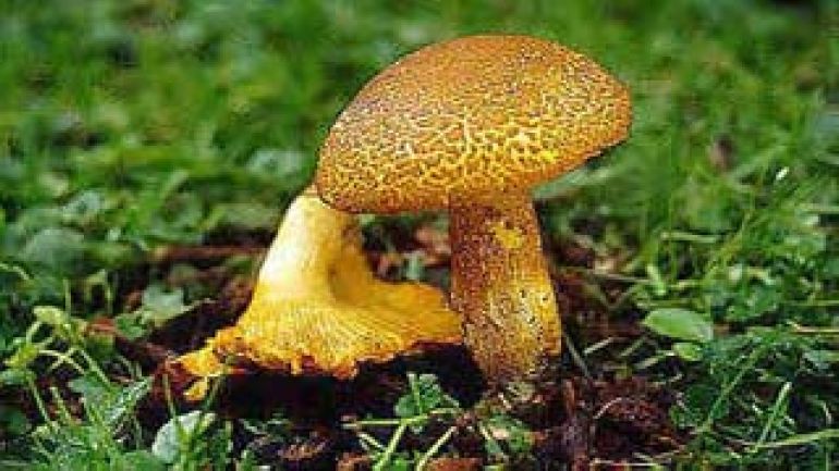 copyright: Karl Scholz Rötlicher Holzritterling, Rötlicher Ritterling