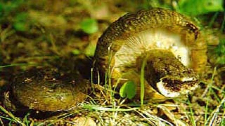 Tannenreizker, Olivbrauner Milchling