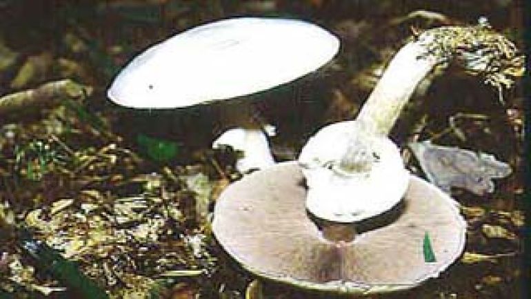 copyright: Karl Scholz Schiefknolliger Anisegerling, Knolliger Egerling, Weißer Egerling, Schafchampignon, Anischampignon