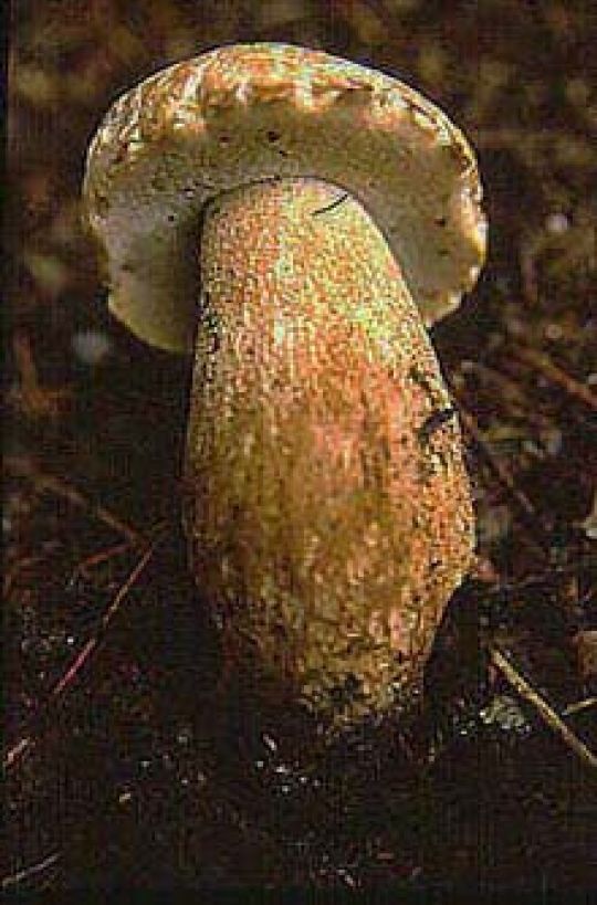 copyright: Karl Scholz Sommer-Eichen Steinpilz