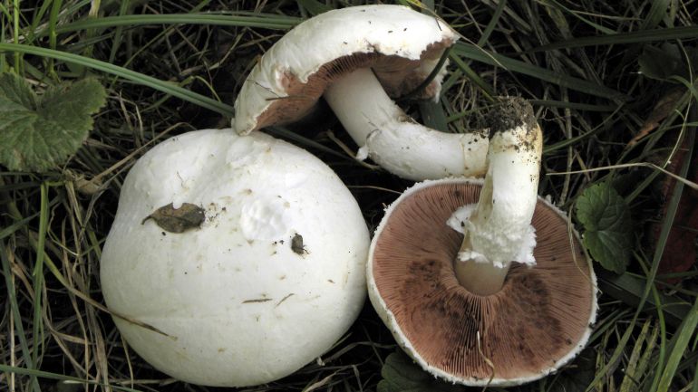 Wiesenchampignon, Wiesenegerling