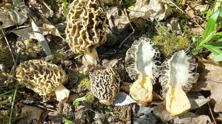 Graue Speisemorchel, Gemeine Morchel