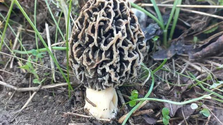 Graue Speisemorchel, Gemeine Morchel