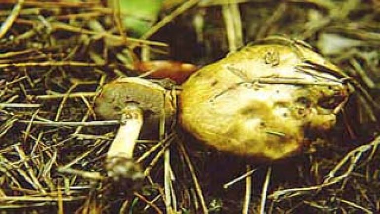 copyright: Karl Scholz Grauer Lärchen Röhrling