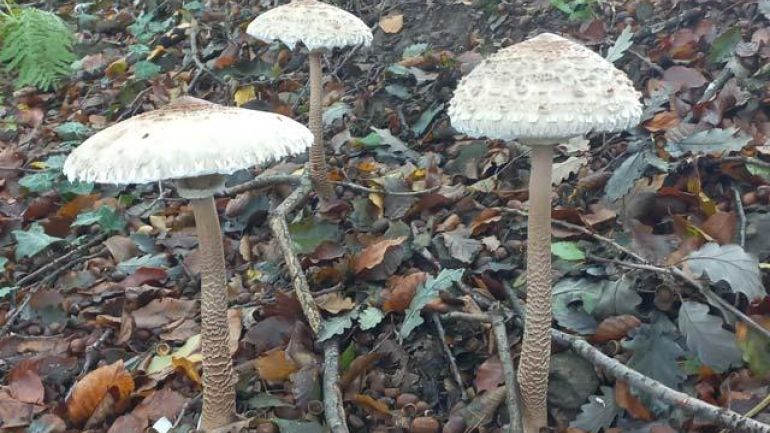 copyright: Günter Frühwirth Parasol, Riesenschirmling