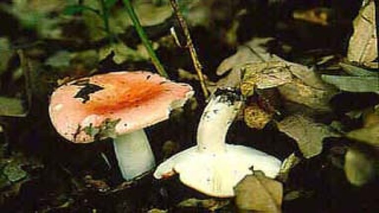 Speise Täubling, Fleischroter Speise Täubling