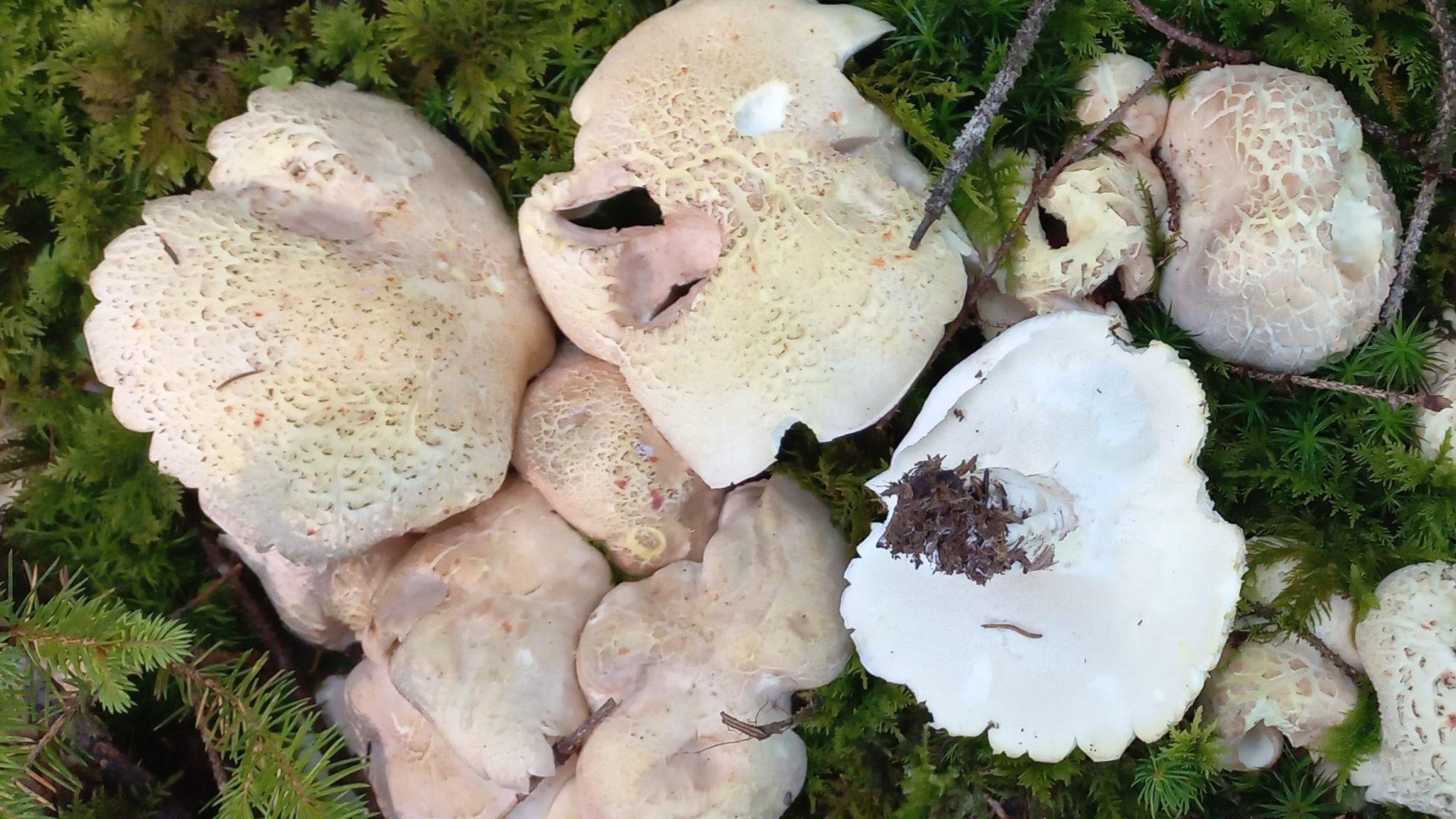 copyright: Günter Frühwirth Schafporling, Schafeuter