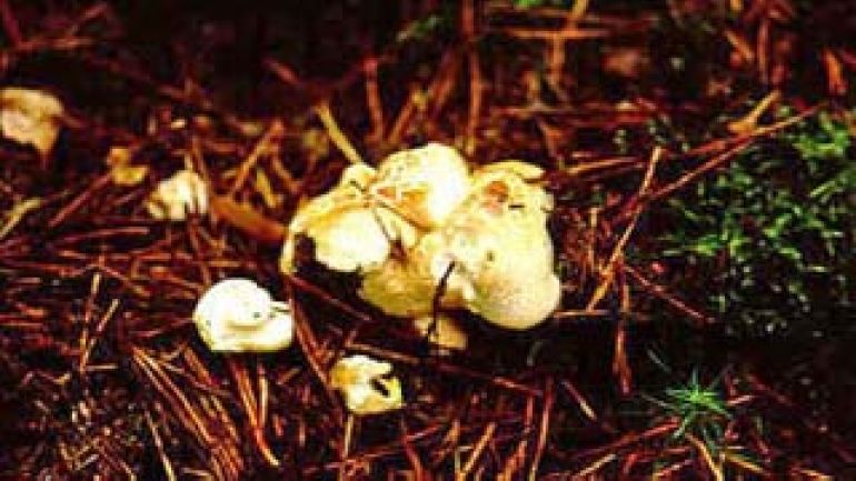 Schaf Porling, Schafeuter