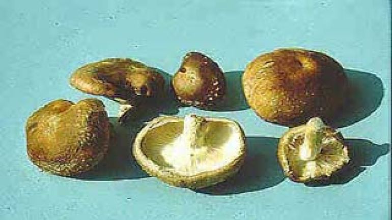 Shiitake Pilz