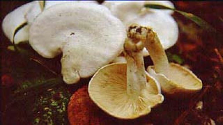 Weißer Büschel Rasling