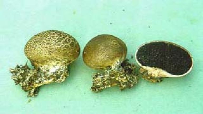 copyright: Karl Scholz Dünnschaliger Kartoffelbovist, Braunwarziger Kartoffelbovist