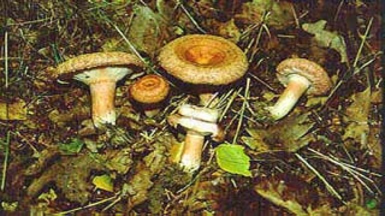 copyright: Karl Scholz Birkenmilchling, Zottiger Birkenmilchling