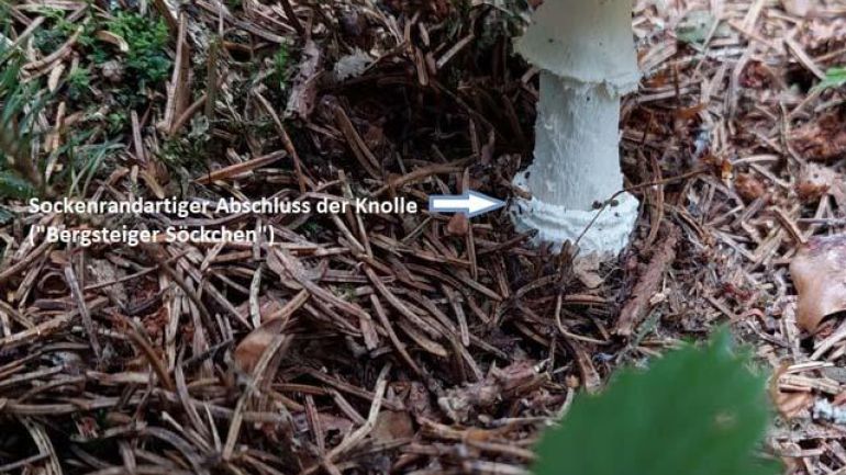 Knolle des Pantherpilzes, Pantherwulstlings