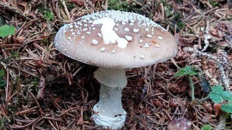 Pantherpilz, Pantherwulstling