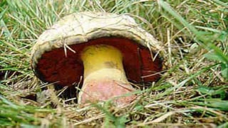 Satanspilz, Satansröhrling