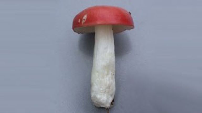 copyright: Günther Frühwirth Spei Täubling, Kirschroter Spei Täubling, Birken Spei Täubling, Kiefern-Speitäubling