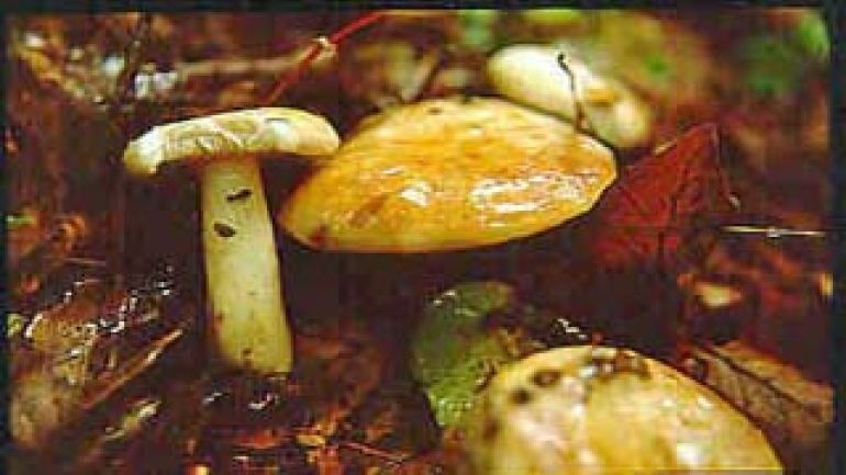 copyright: Karl Scholz Blasser Milchling, Fleischblasser Milchling, Falber Milchling