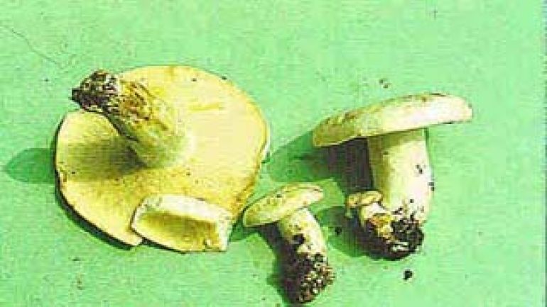 copyright: Karl Scholz Pfeffermilchling, grünender Pfeffermilchling