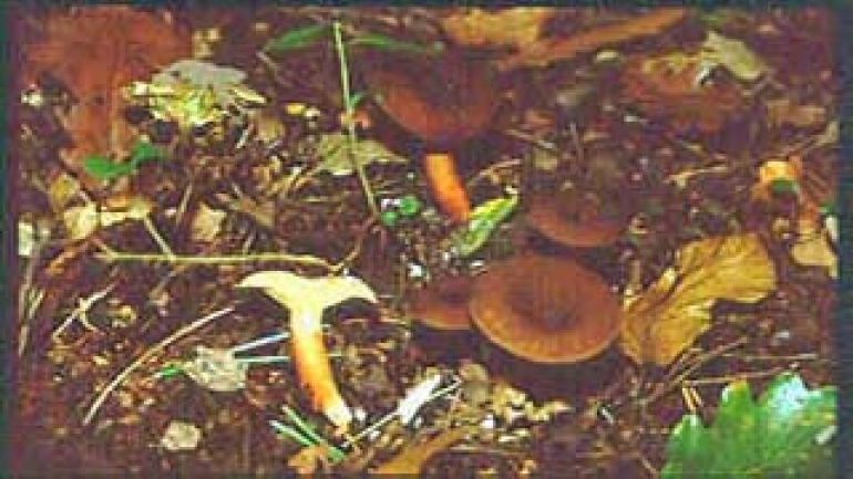 copyright: Karl Scholz Rotbrauner Milchling, Fuchsfarbiger Milchling