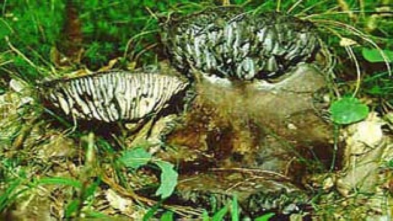 Dickblättriger Schwarztäubling