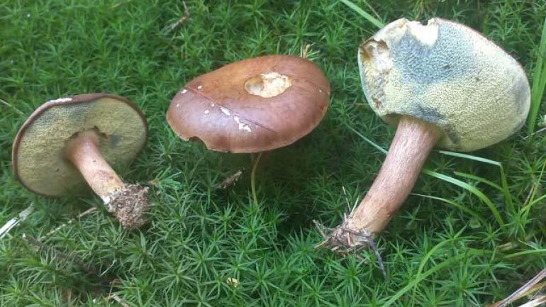 Marone, Maronen Röhrling, Braunhäuptchen