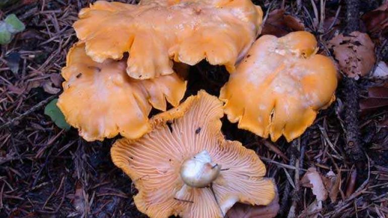 Eierschwamm, Pfifferling