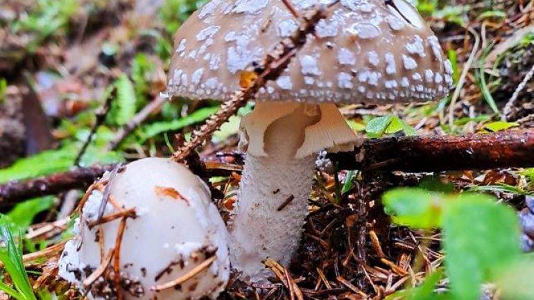 Grauer Wulstling, Gedrungener Wulstling