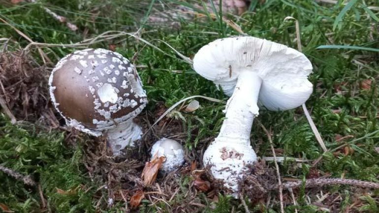 Grauer Wulstling, Gedrungener Wulstling