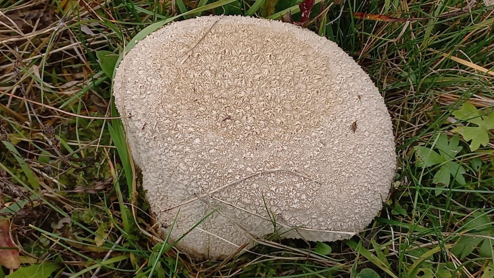 copyright: Günter Frühwirth Hasen-Stäubling, Hasenbovist