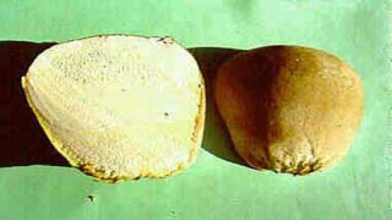 copyright: Karl Scholz Hasen Stäubling (Bovist)