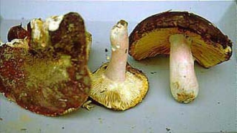 copyright: Karl Scholz Rotstieliger Leder Täubling, Rosastieliger Leder Täubling