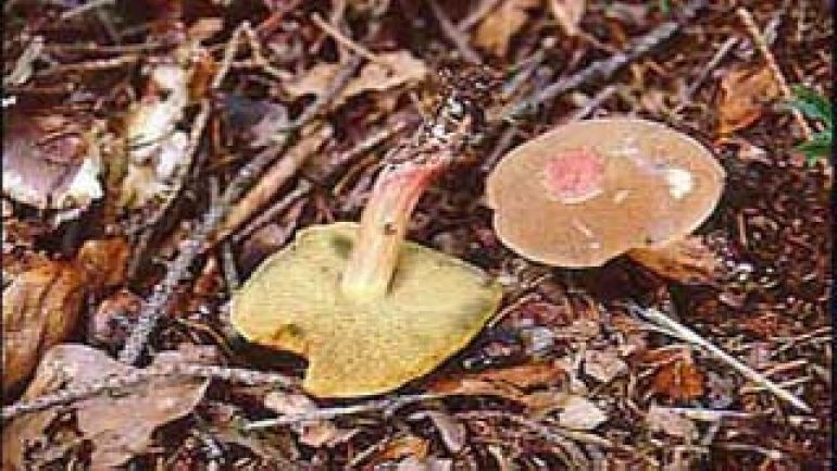 copyright: Karl Scholz Rotfuß Röhrling