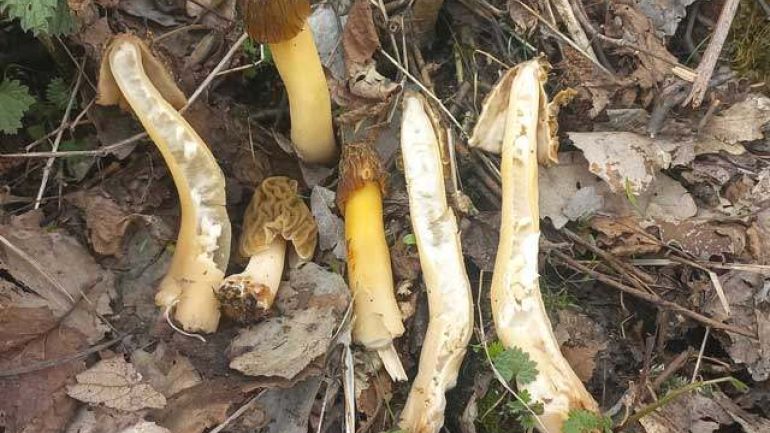 Böhmische Verpel, Runzelverpel