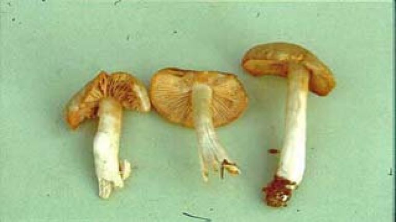 Alkalischer Rötling, Stinkender Rötling