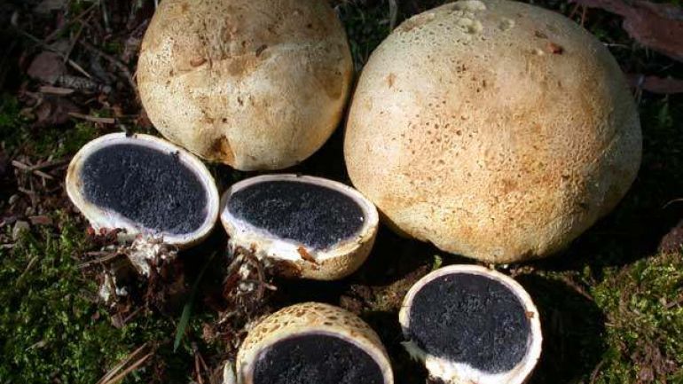 Dickschaliger Kartoffelbovist