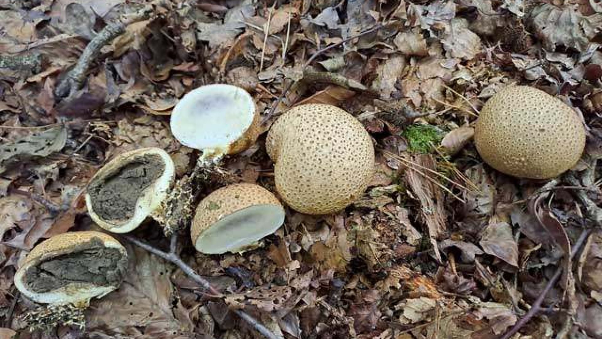 copyright: Günter Frühwirth Dickschaliger Kartoffelbovist