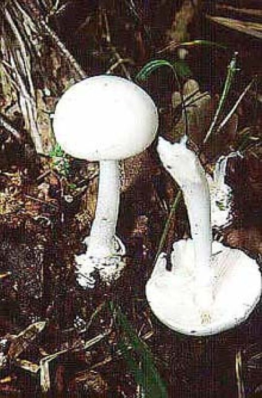 copyright: Karl Scholz Frühlingsknollenblätterpilz