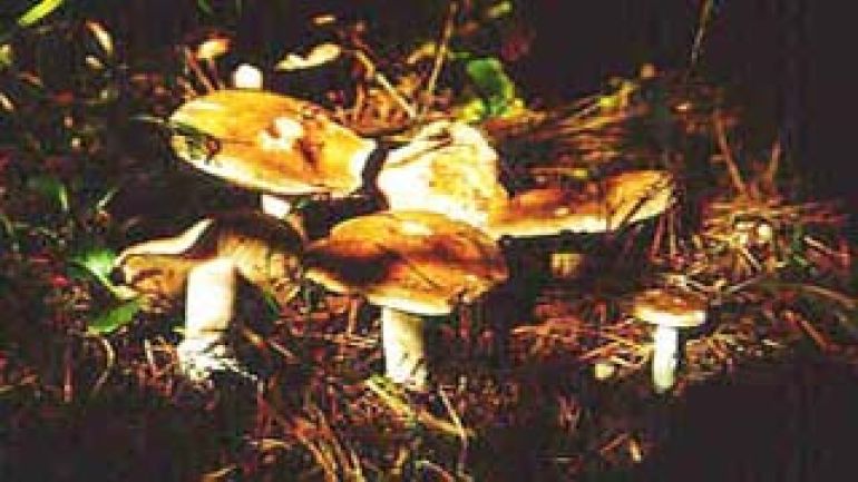 Rettichfälbling, Großer Rettichfälbling